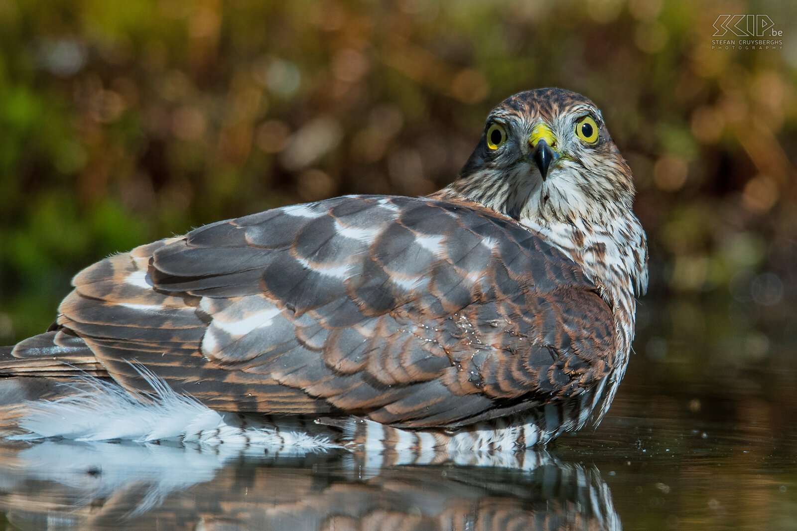 Birds of prey - Eurasian sparrowhawk The Eurasian sparrowhawk (Accipiter nisus) is slightly smaller than the goshawk and mainly hunts songbirds and lives in forests. Stefan Cruysberghs